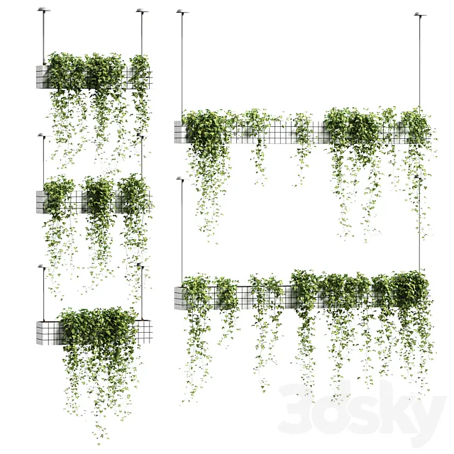 Ivy in hanging flower pots. 5 models 3DSMax File