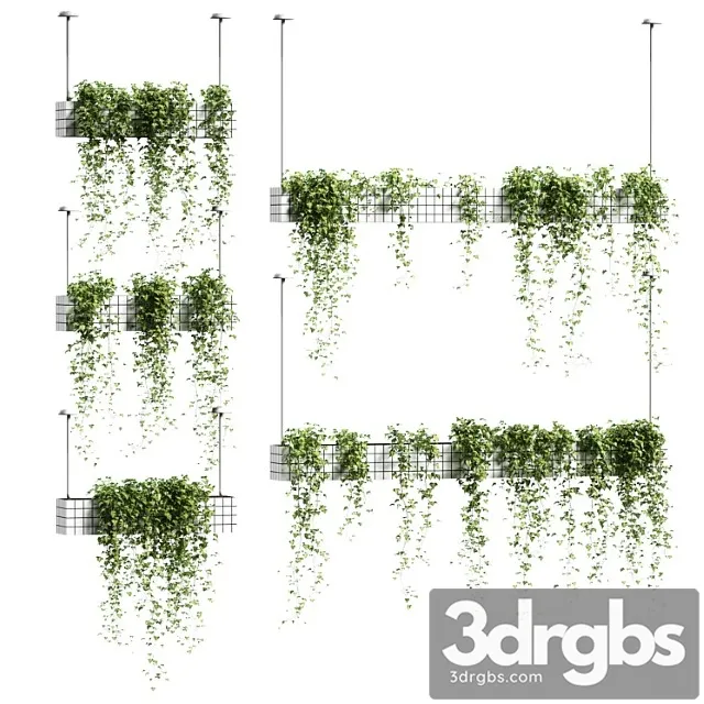 Ivy in hanging flower pots. 5 models