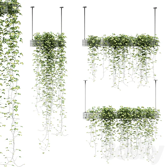Ivy in hanging pots. 3 models 3DSMax File