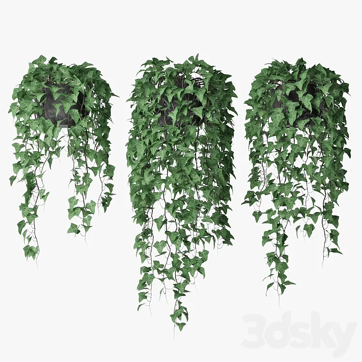 Ivy in pot 09 3DS Max