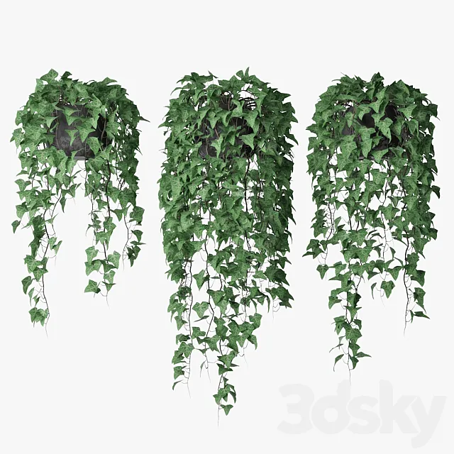Ivy in pot 09 3DSMax File