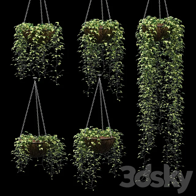 Ivy in pots. 5 models 3DS Max Model