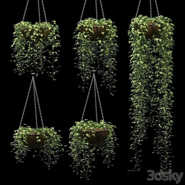 Ivy in pots. 5 models 3dsMax Model