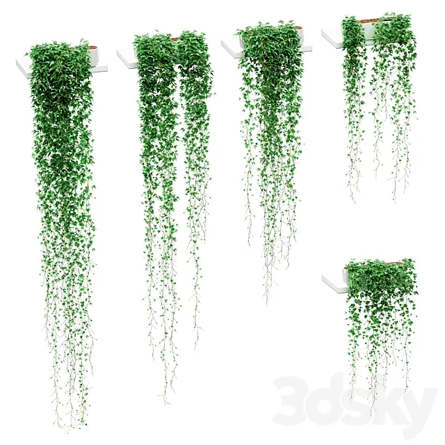 Ivy in pots on the shelves. 5 models 3DSMax File