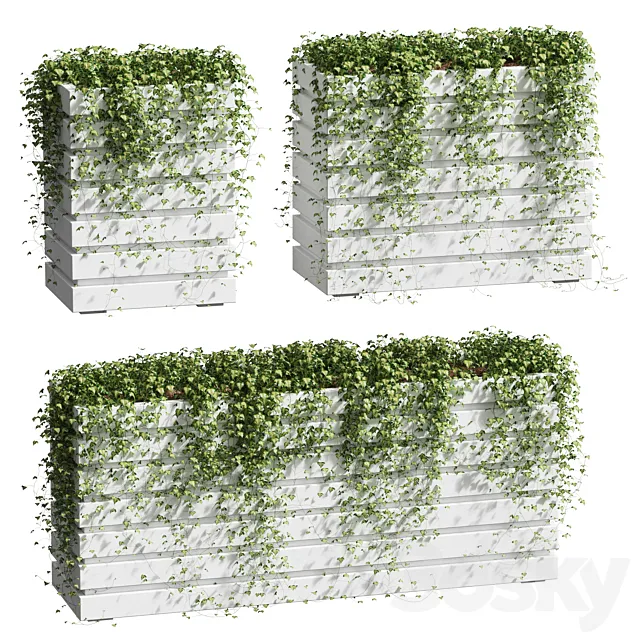 Ivy in tubs. 3 models 3DSMax File