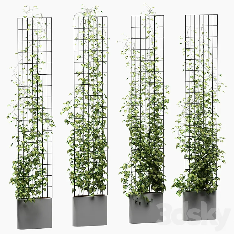 Ivy on the trellis. 4 models 3DS Max