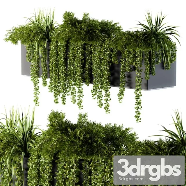 Ivy plants in box – outdoor set 62