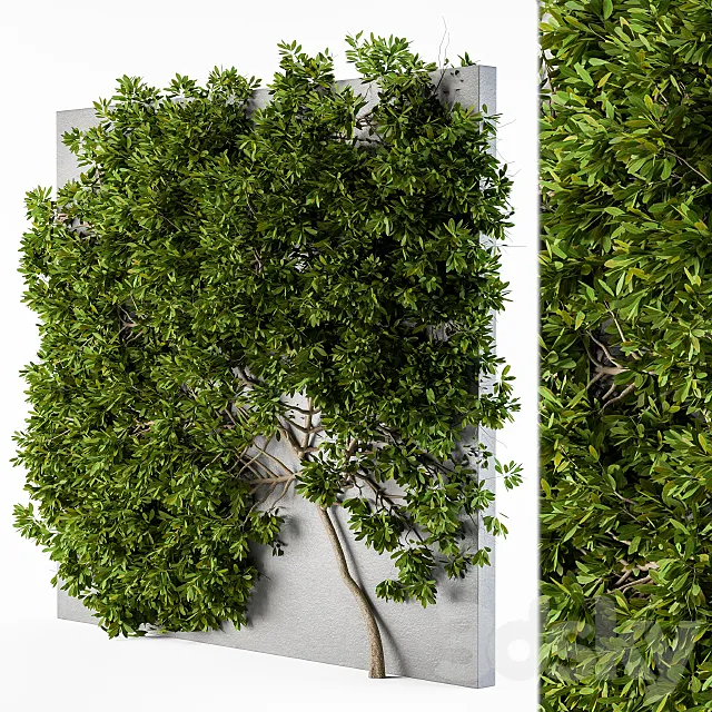 Ivy wall plants 02 3DSMax File