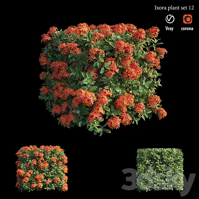 Ixora plant set 12 3DS Max Model