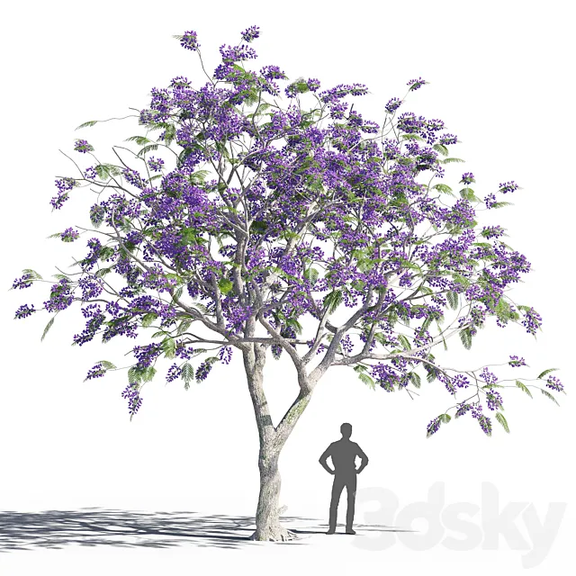 Jacaranda mimosifolia 6 3dsMax Model