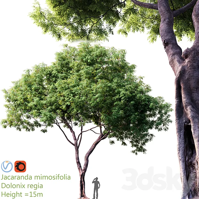 Jacaranda mimosifolia – Dolonix regia # 1 3DSMax File
