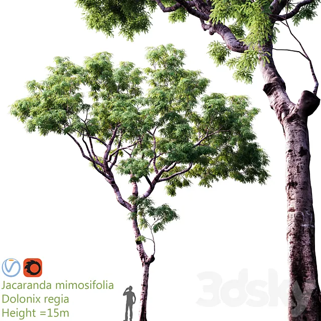 Jacaranda mimosifolia | Dolonix regia | Height = 15m 3DSMax File