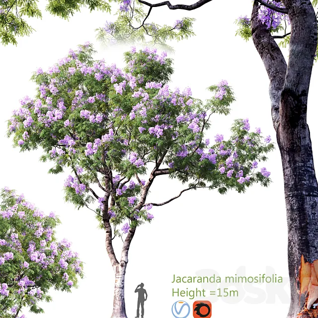 Jacaranda mimosifolia | Height  15m # 2 3ds Max