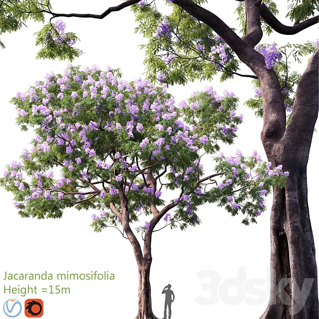 Jacaranda mimosifolia | Height = 15m # 3 3DS Max Model