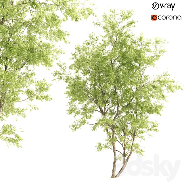 jam tree 3DS Max Model