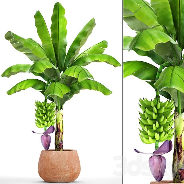 Japanese banana 1. Banana palm with fruits pot flowerpot bush colorful decorative exotic fruit flower clay clinker 3DS Max Model