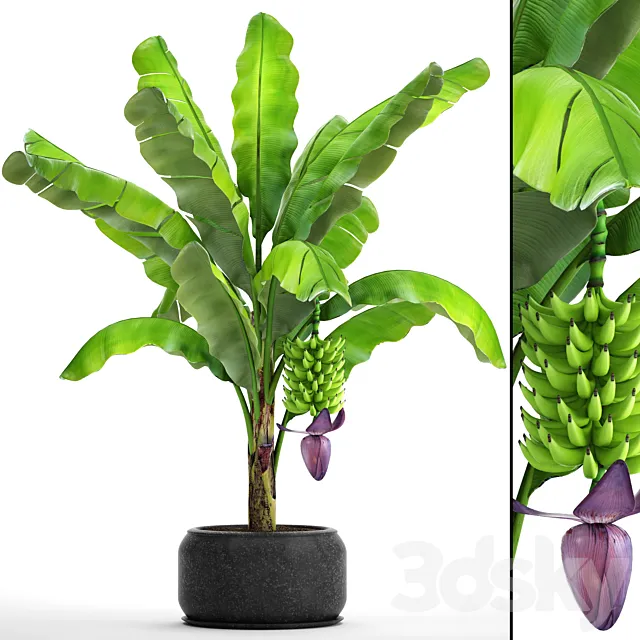 Japanese banana 2. Banana palm tree with fruits pot flowerpot bush outdoor decorative exotic fruit flower 3ds Max