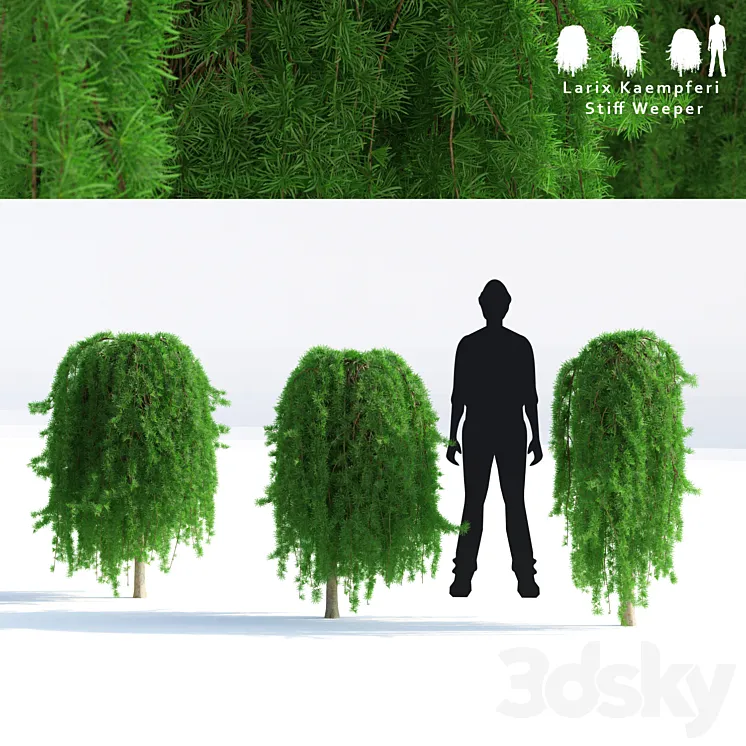 Japanese larch Stif Wiper weeping (on the trunk) | larix kaempferi stiff weeper 3DS Max