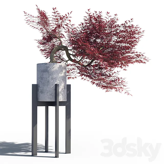 Japanese maple pot 3 3ds Max