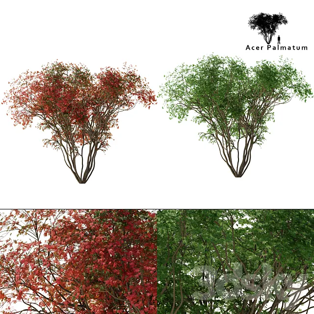 Japanese maple season 2 | Acer palmatum tree 3DS Max Model