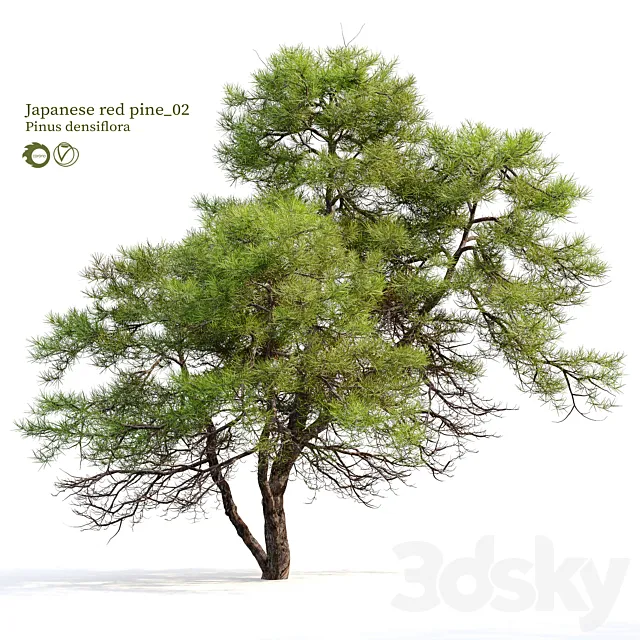 Japanese red pine 02 3ds Max