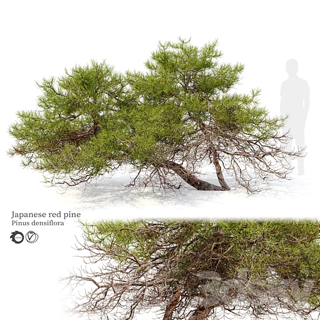 Japanese red pine 3DS Max Model