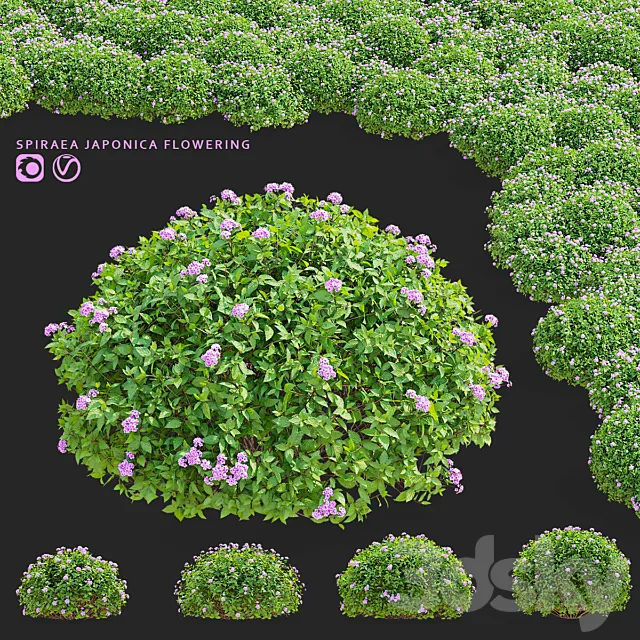 Japanese spirea bushes flowering | Spiraea japonica Little princess 3dsMax Model