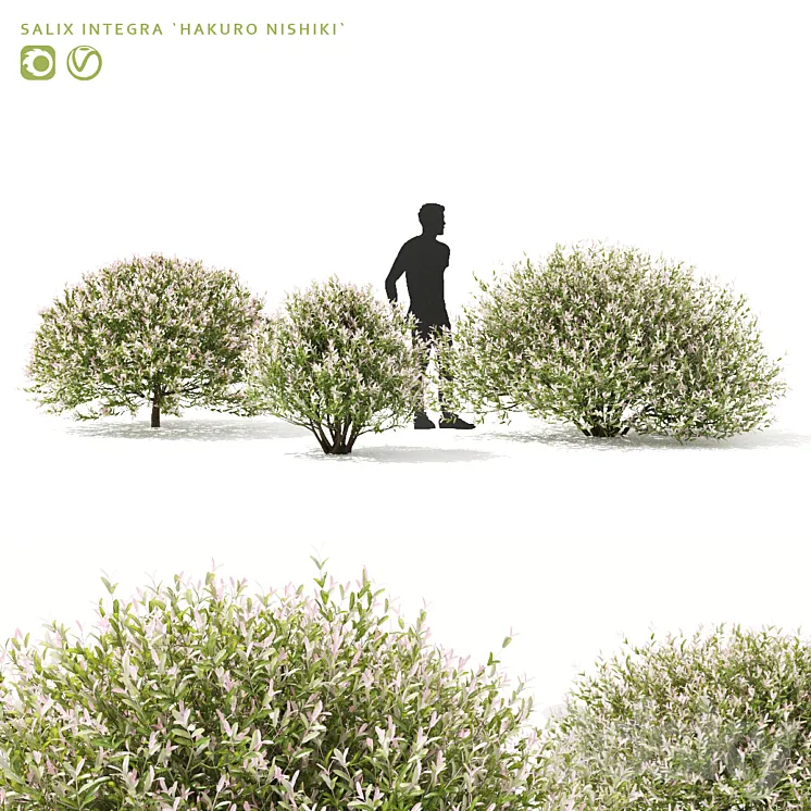 “Japanese willow “”Hakuro-Nishiki”” bushes | Salix integra hakuro-nishiki” 3DS Max