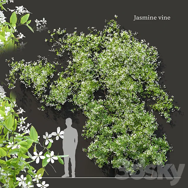 Jasmine vine 3ds Max