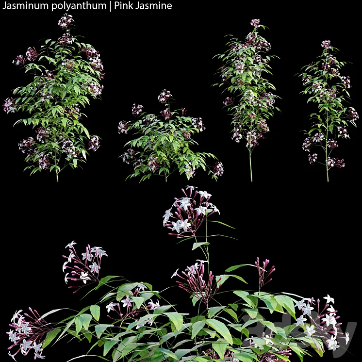 Jasminum polyanthum | Pink Jasmine 01 3DS Max