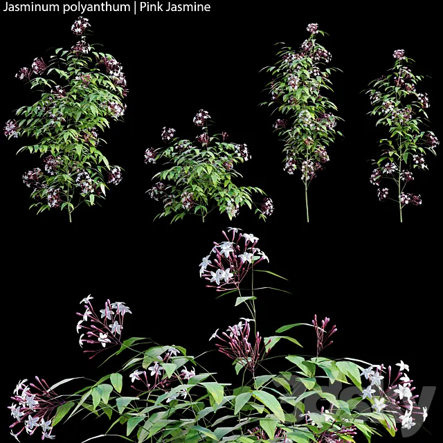 Jasminum polyanthum | Pink Jasmine 01 3DSMax File