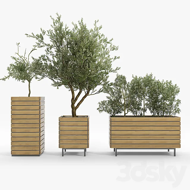 jasper rectangle planter Olea europaea 3ds Max