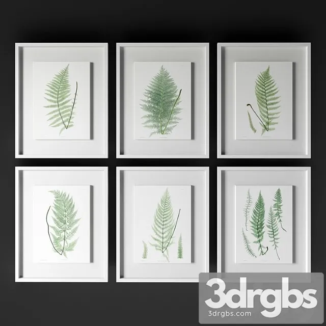 Johnrichard – antique frond