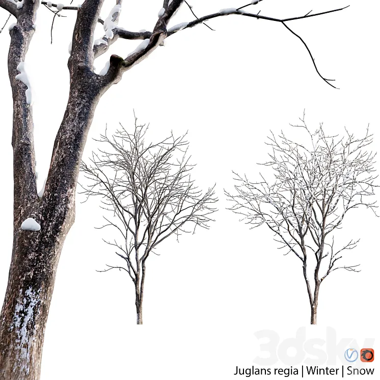 Juglans regia – Common walnut – winter – snow 3DS Max