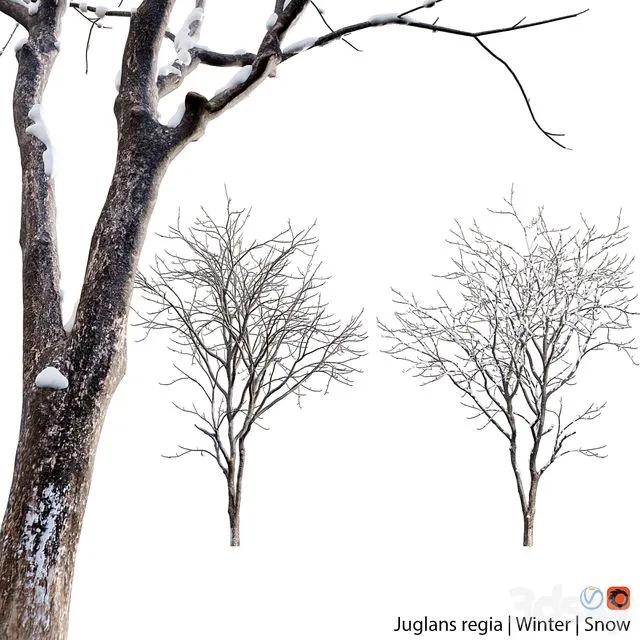 Juglans regia – Common walnut – winter – snow 3dsMax Model