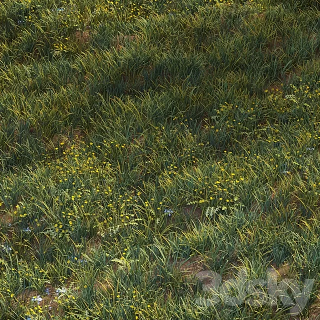 June grass 3DS Max Model