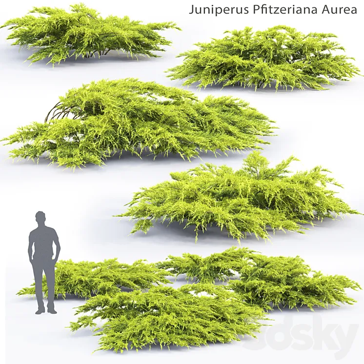 Juniper Medium Aurea | Juniperus Pfitzeriana Aurea # 1 3DS Max