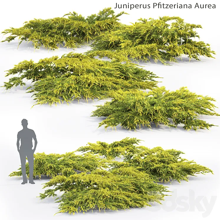Juniper Medium Aurea | Juniperus Pfitzeriana Aurea # 2 3DS Max