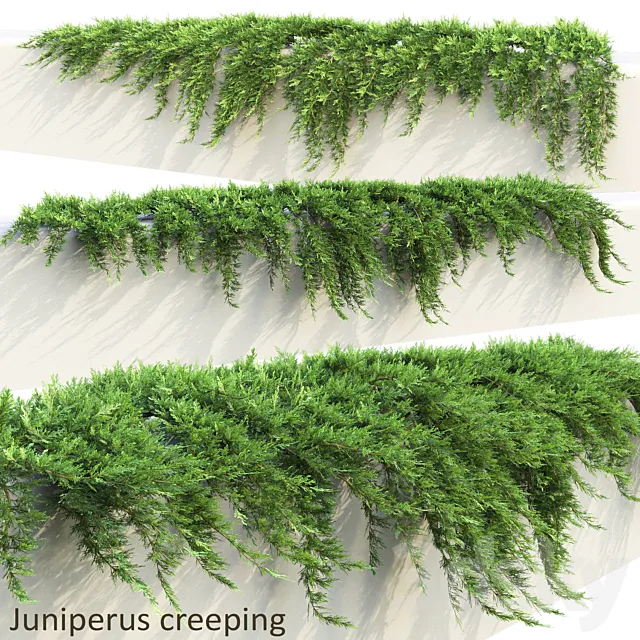 Juniper on retaining wall | Juniperus creeping # 1 3ds Max