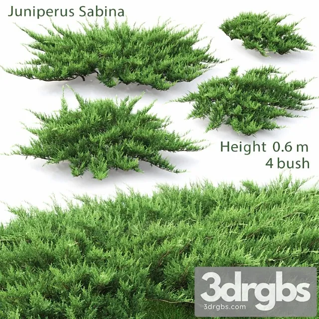 Juniperus 3dsmax Download