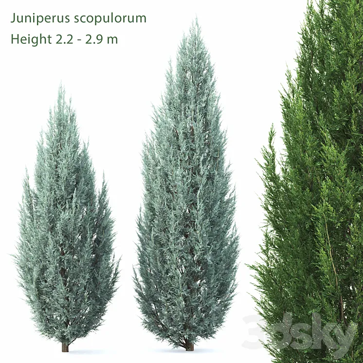 Juniperus 3DS Max