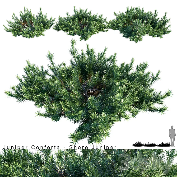 Juniperus Conferta | Shore juniper 3DS Max