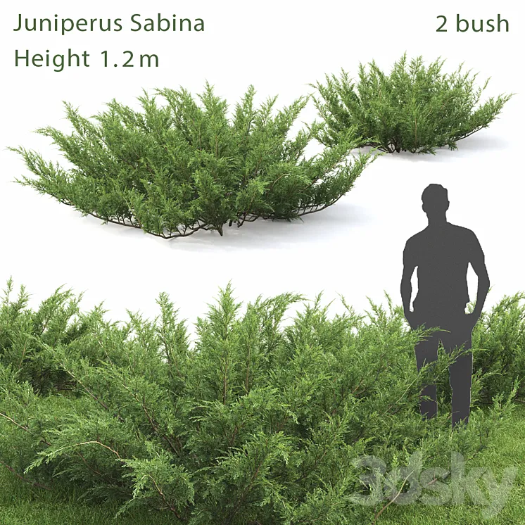 Juniperus Cossack # 1 3DS Max
