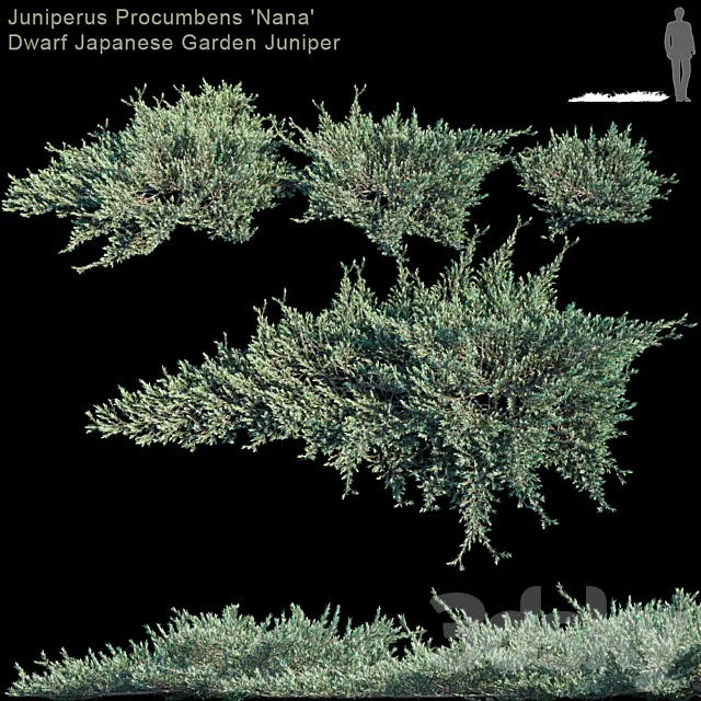 Juniperus Procumbens “Nana” | Dwarf Japanese Garden Juniper 3DS Max Model