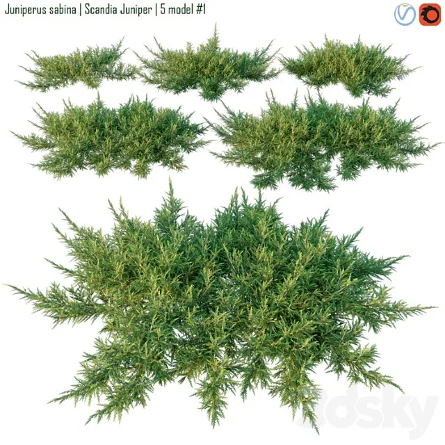 Juniperus Sabina Scandia Juniper 3dsmax Download