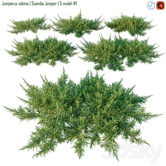 Juniperus sabina | Scandia juniper 3DS Max Model