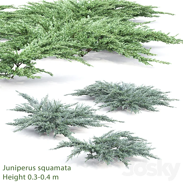 Juniperus squamata # 2 3DS Max