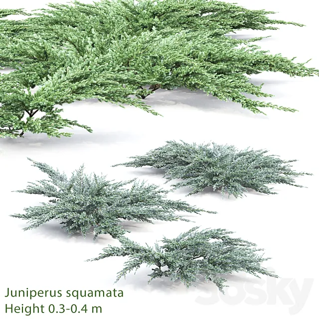 Juniperus squamata # 2 3DSMax File