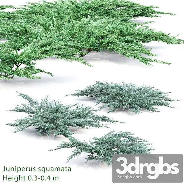 Juniperus squamata