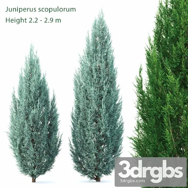 Juniperus